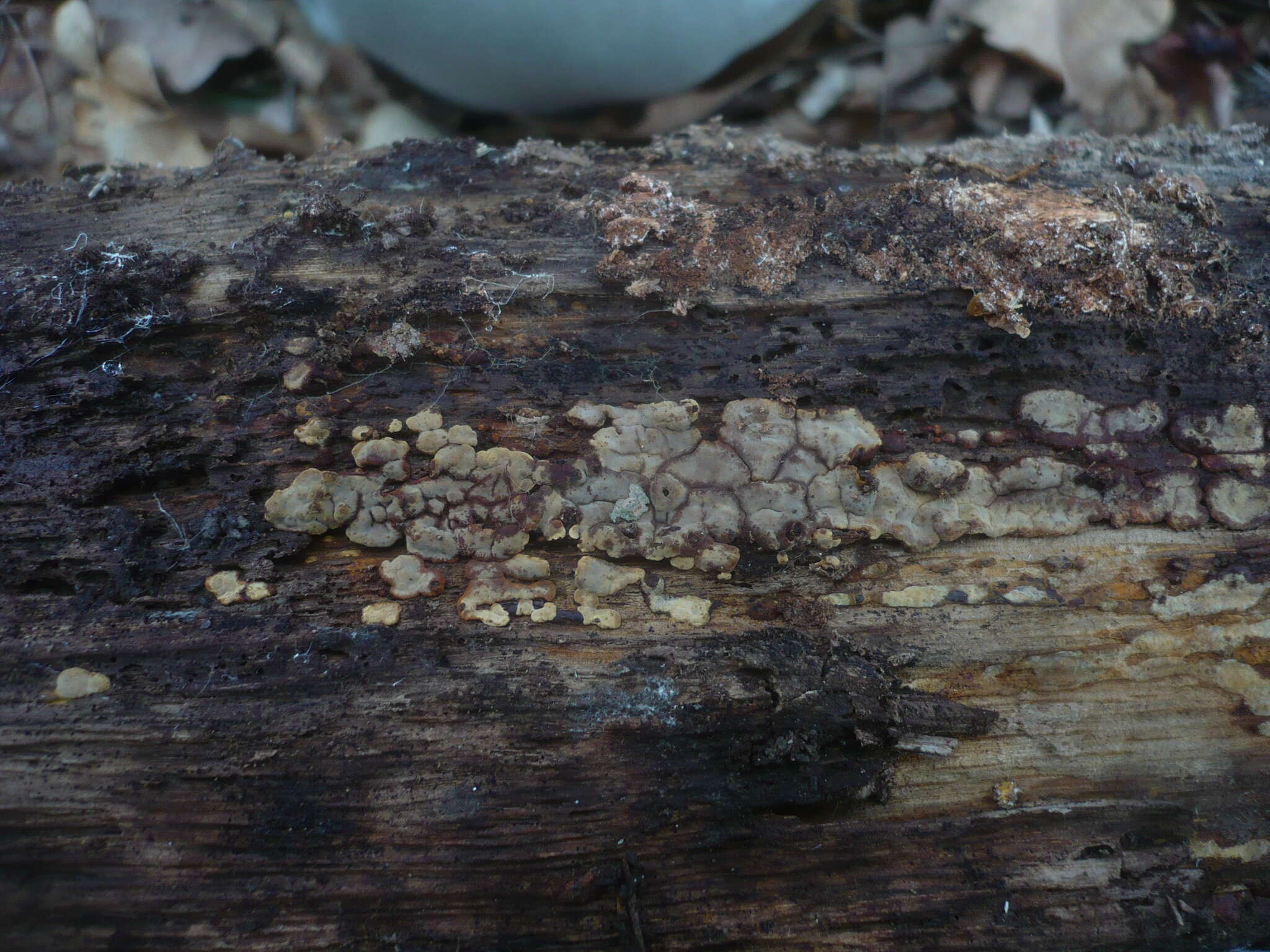 Image of Ceramic fungus