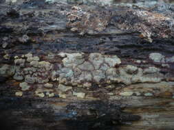 Image of Ceramic fungus