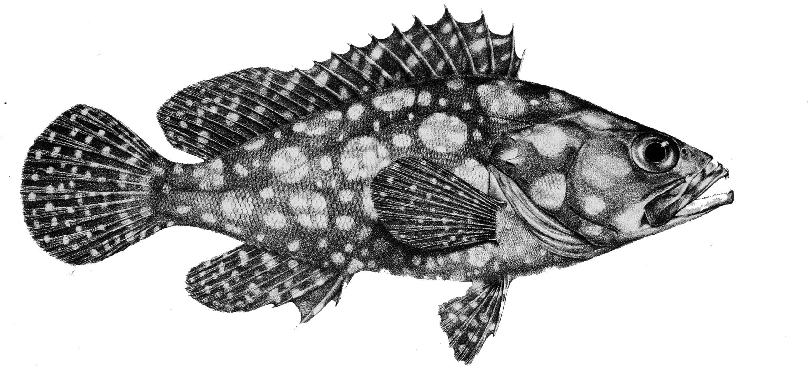 Epinephelus ongus (Bloch 1790) resmi