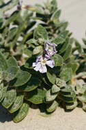 Image of Catchfly