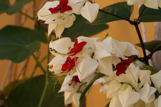 Слика од Clerodendrum thomsoniae Balf. fil.