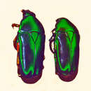 Image of Tmesorrhina