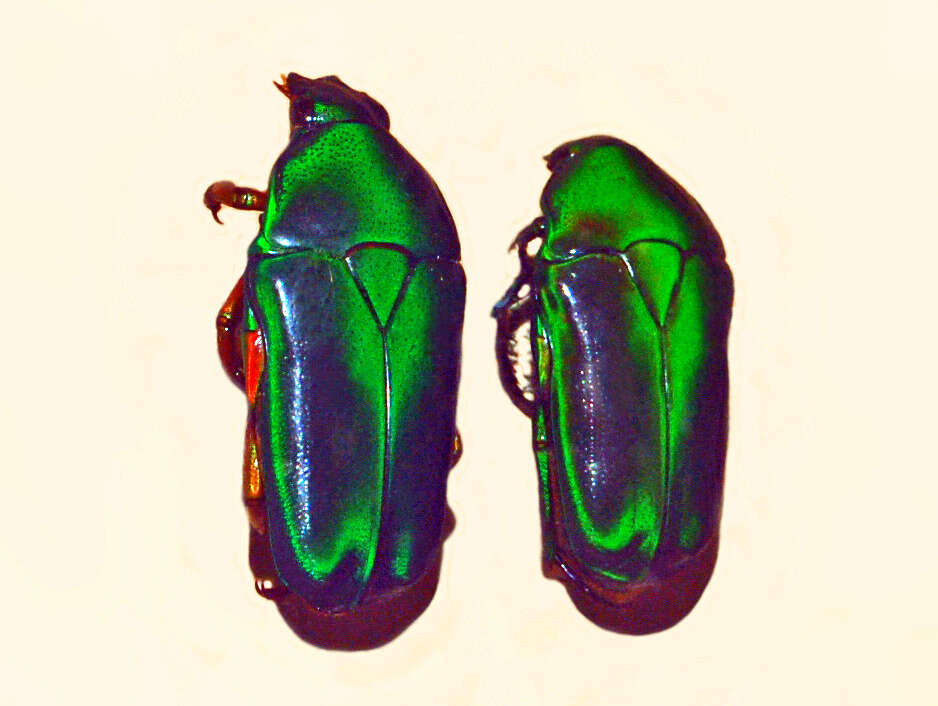 Image of Tmesorrhina