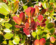 Sivun Rhaphiolepis indica var. umbellata (Thunb. ex Murray) H. Ohashi kuva