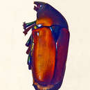 Image of Torynorrhina opalina (Hope 1831)