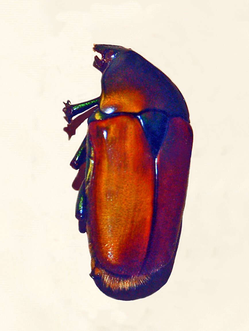 Image de Torynorrhina opalina (Hope 1831)