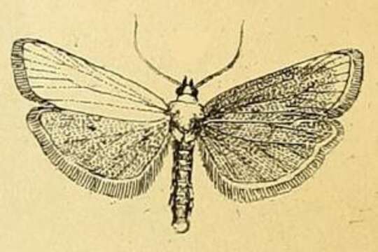 Image of Myelois fuscicostella Mann 1861
