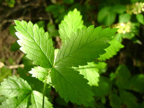 Image of roadside agrimony