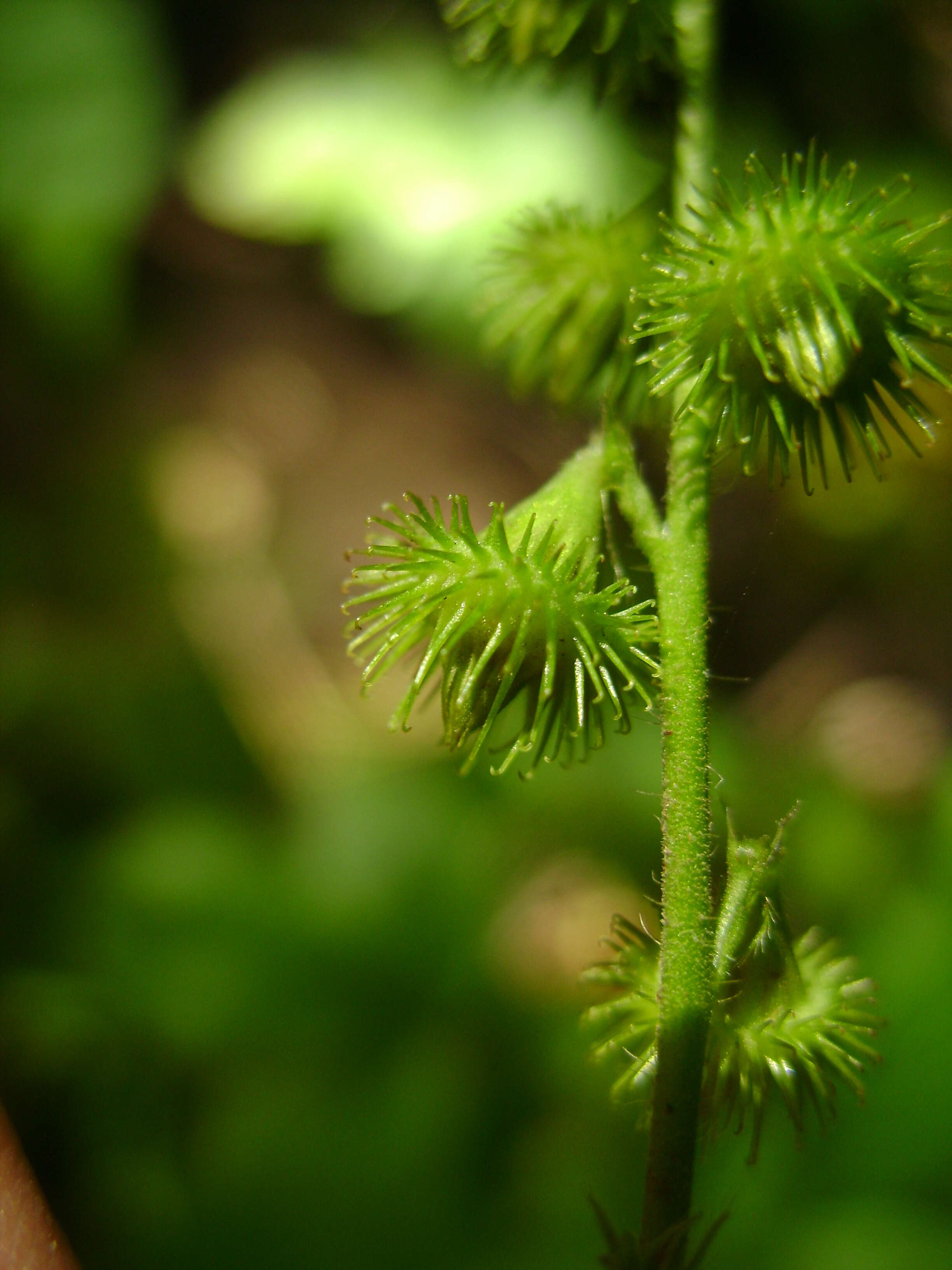 Image of roadside agrimony