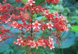 Imagem de Clerodendrum paniculatum L.