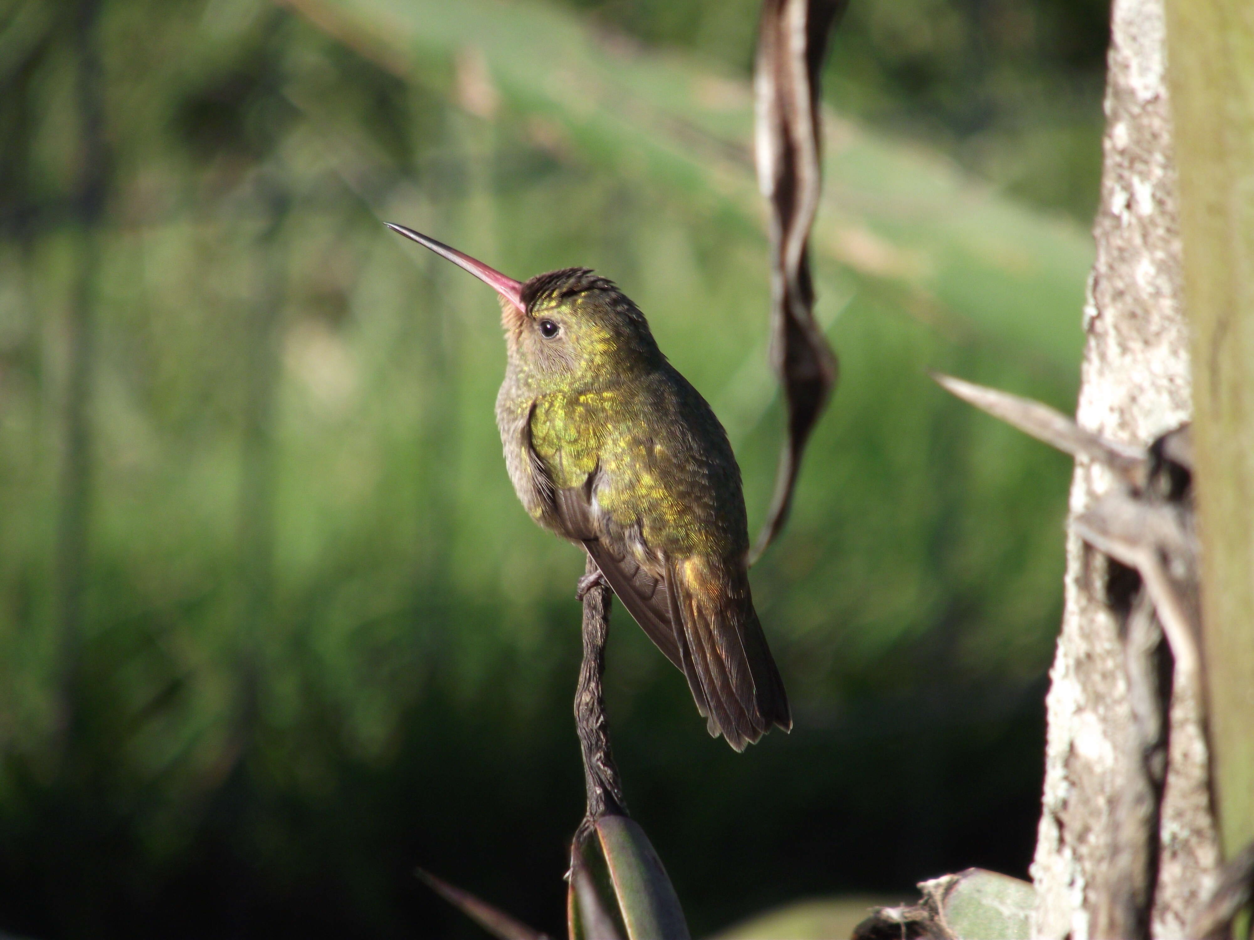 Image of Gilded Hummingbird