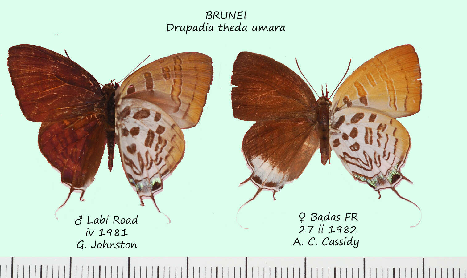 Слика од Drupadia theda (Felder 1862)