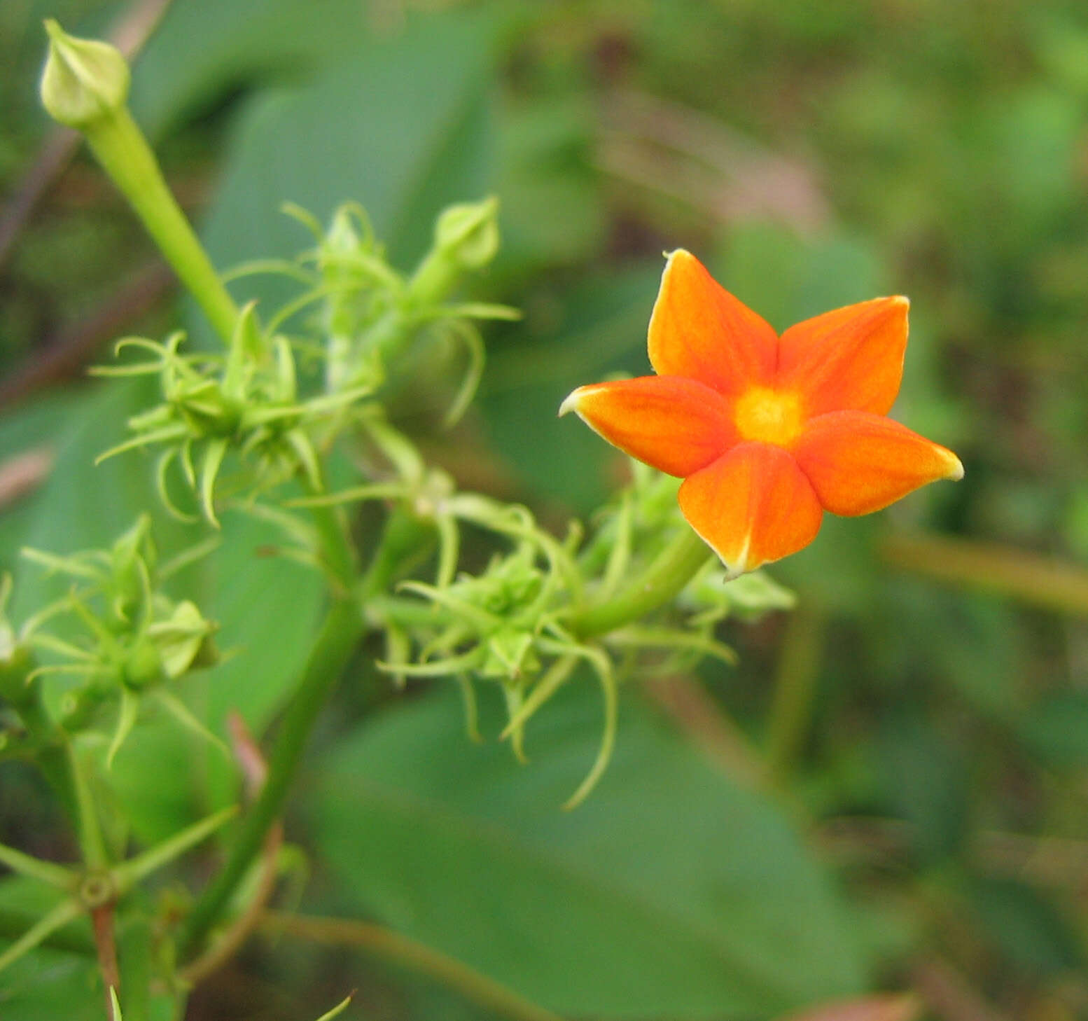 Image of White flag bush