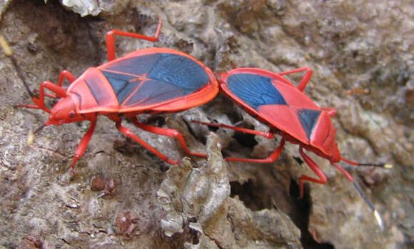 Image of <i>Probergrothius sanguinolens</i>