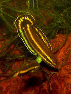 Image of Parosphromenus harveyi Brown 1987