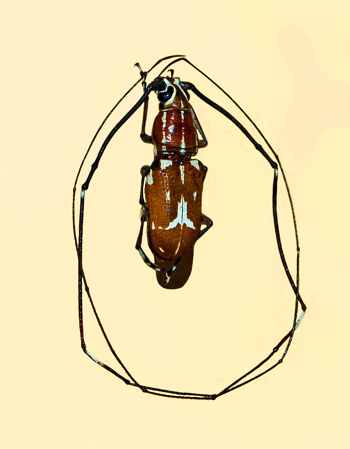 صورة Xenocerus enganensis Jordan 1897