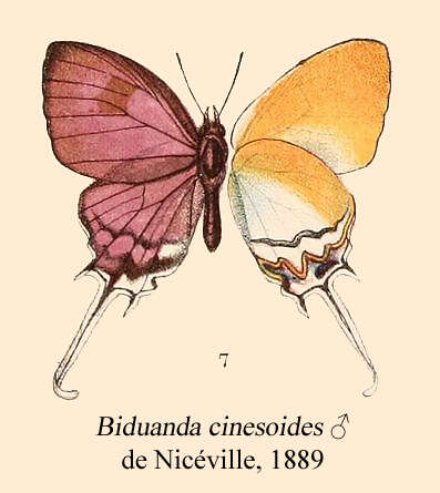 Слика од Drupadia cinesoides (de Nicéville 1889)