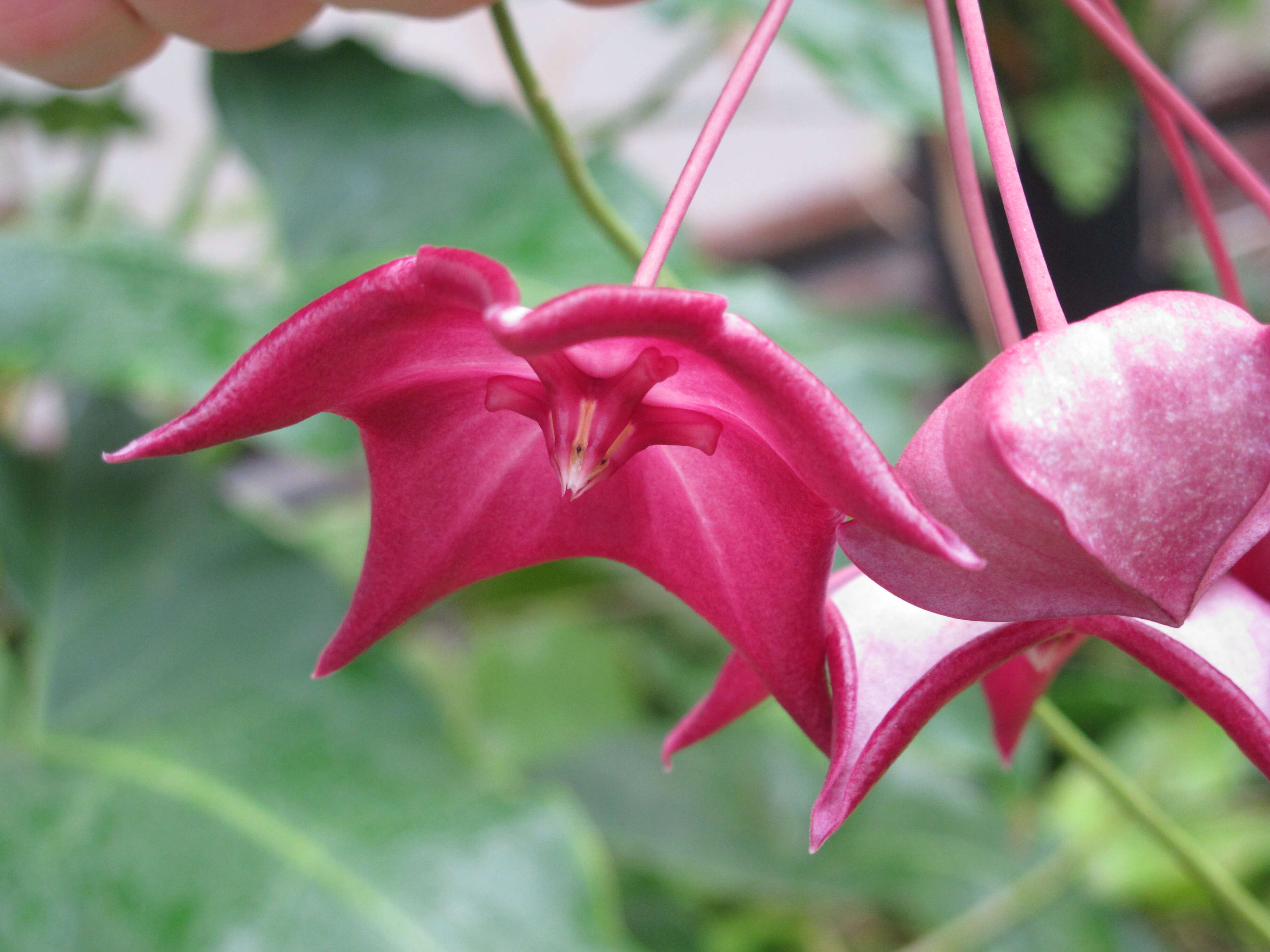 Image of Hoya macgillivrayi F. M. Bailey