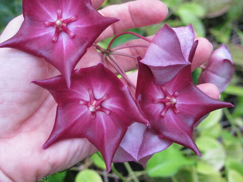 Image of Hoya macgillivrayi F. M. Bailey