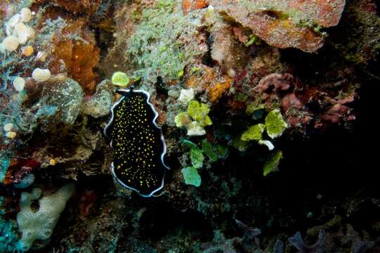 Image of Yellow papillae flatworm