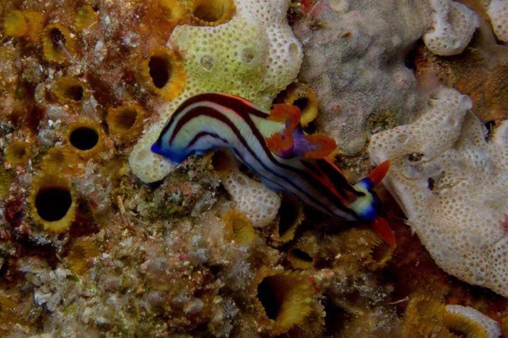 Image of Nembrotha aurea Pola, Cervera & Gosliner 2008