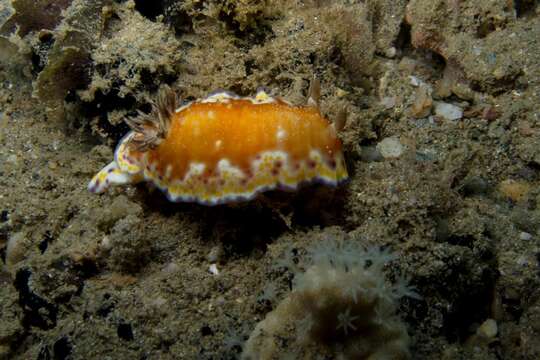 Image of Goniobranchus collingwoodi (Rudman 1987)