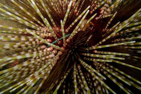 Image of banded sea urchin