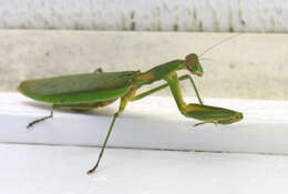 Image of Chinese mantis