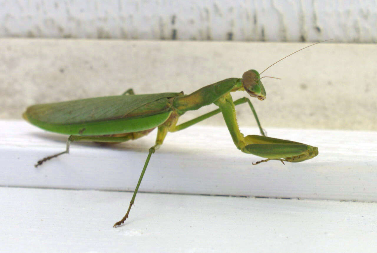 Image of Chinese mantis