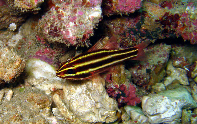 Image of Black-striped cardinalfish