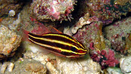 Image of Black-striped cardinalfish