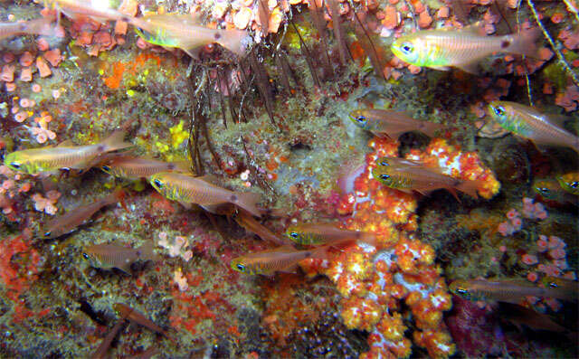 Image of Flower Cardinalfish