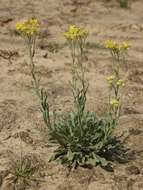 Image of strawflower