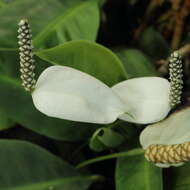 Image de Spathiphyllum floribundum (Linden & André) N. E. Br.