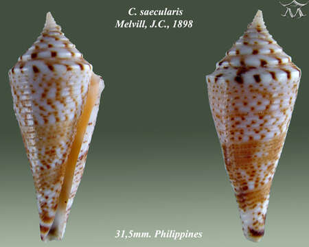 Image of Conasprella saecularis (Melvill 1898)