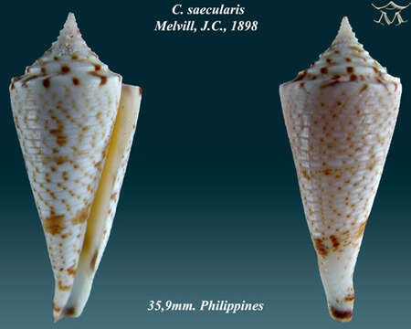 Image of Conasprella saecularis (Melvill 1898)