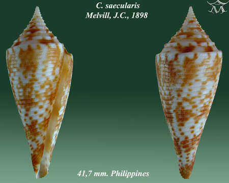 Image of Conasprella saecularis (Melvill 1898)