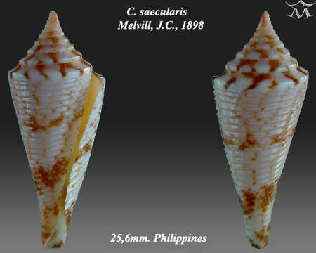 Image of Conasprella saecularis (Melvill 1898)