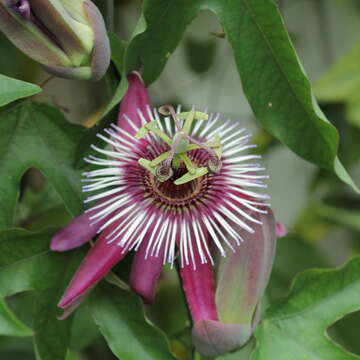 Sivun Passiflora amethystina Mikan kuva