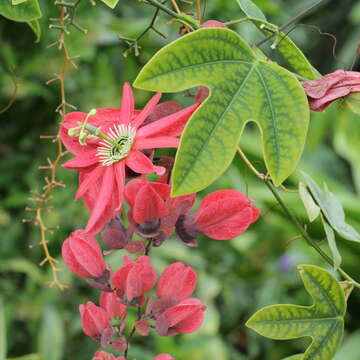 Image of passionflower