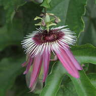 Image of violet passionflower