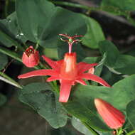 Passiflora murucuja L.的圖片