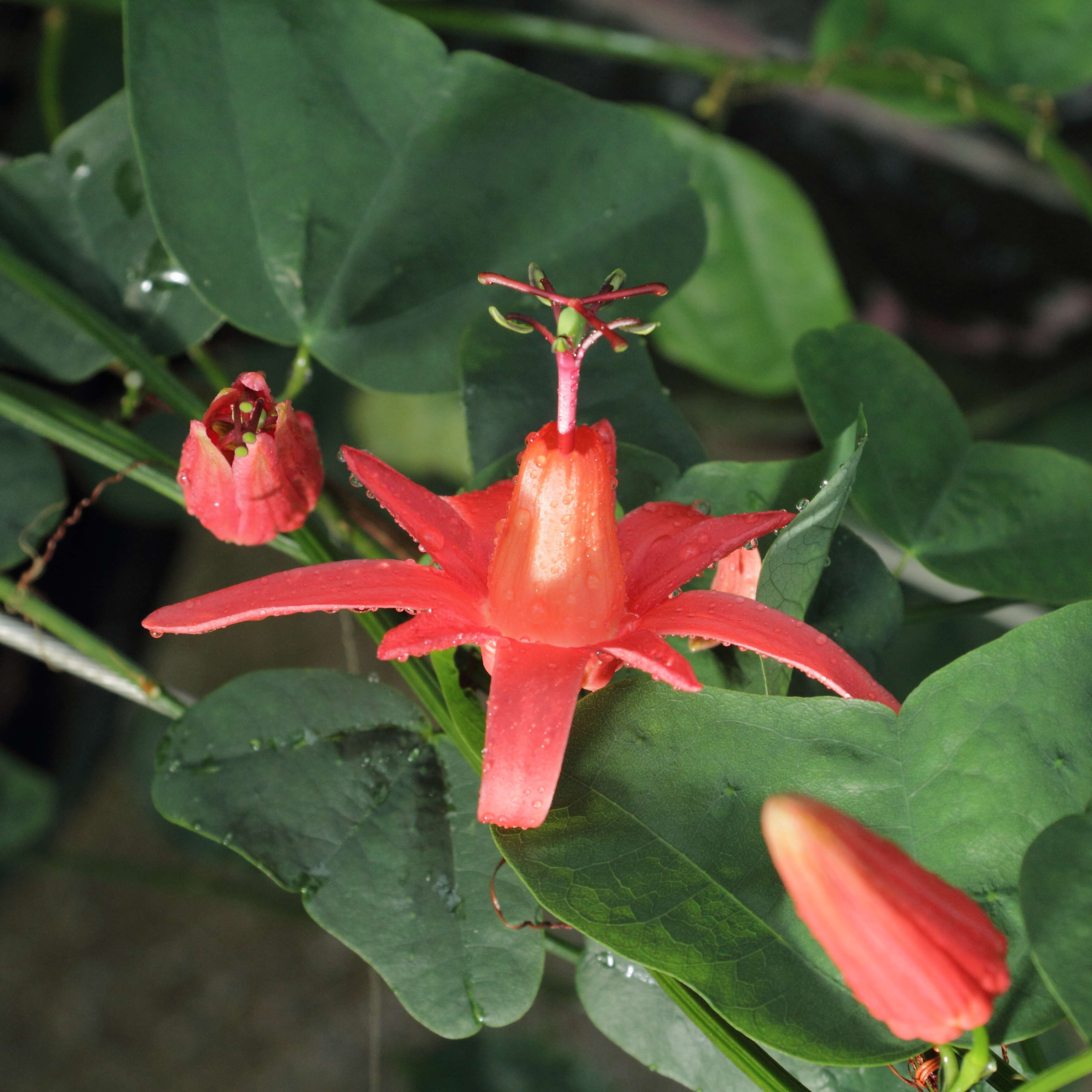 Passiflora murucuja L.的圖片