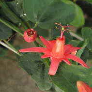 Passiflora murucuja L.的圖片