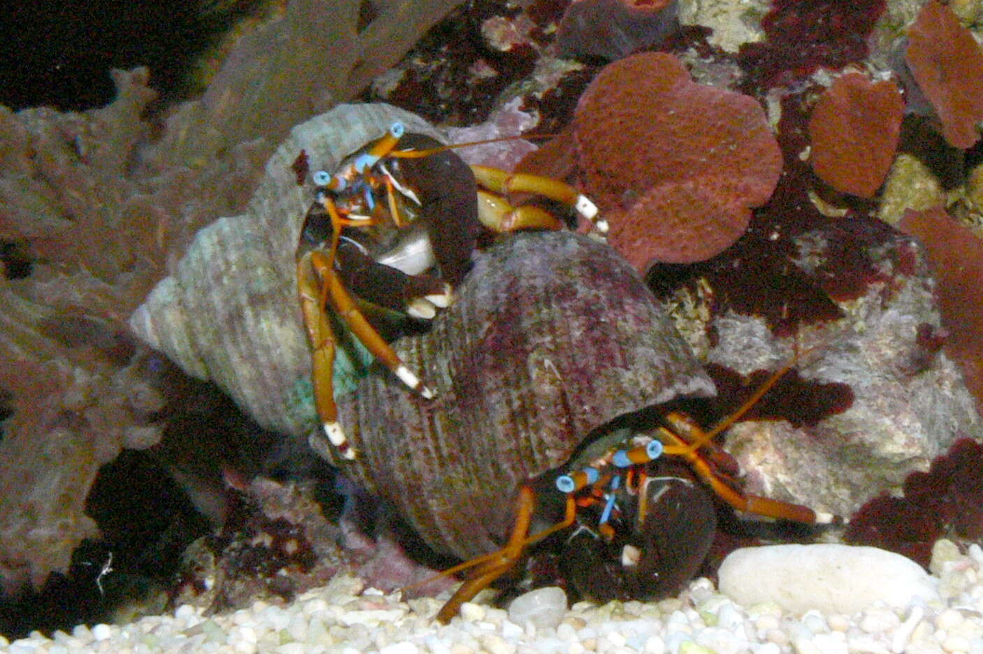 Image of Hawaiian hermit