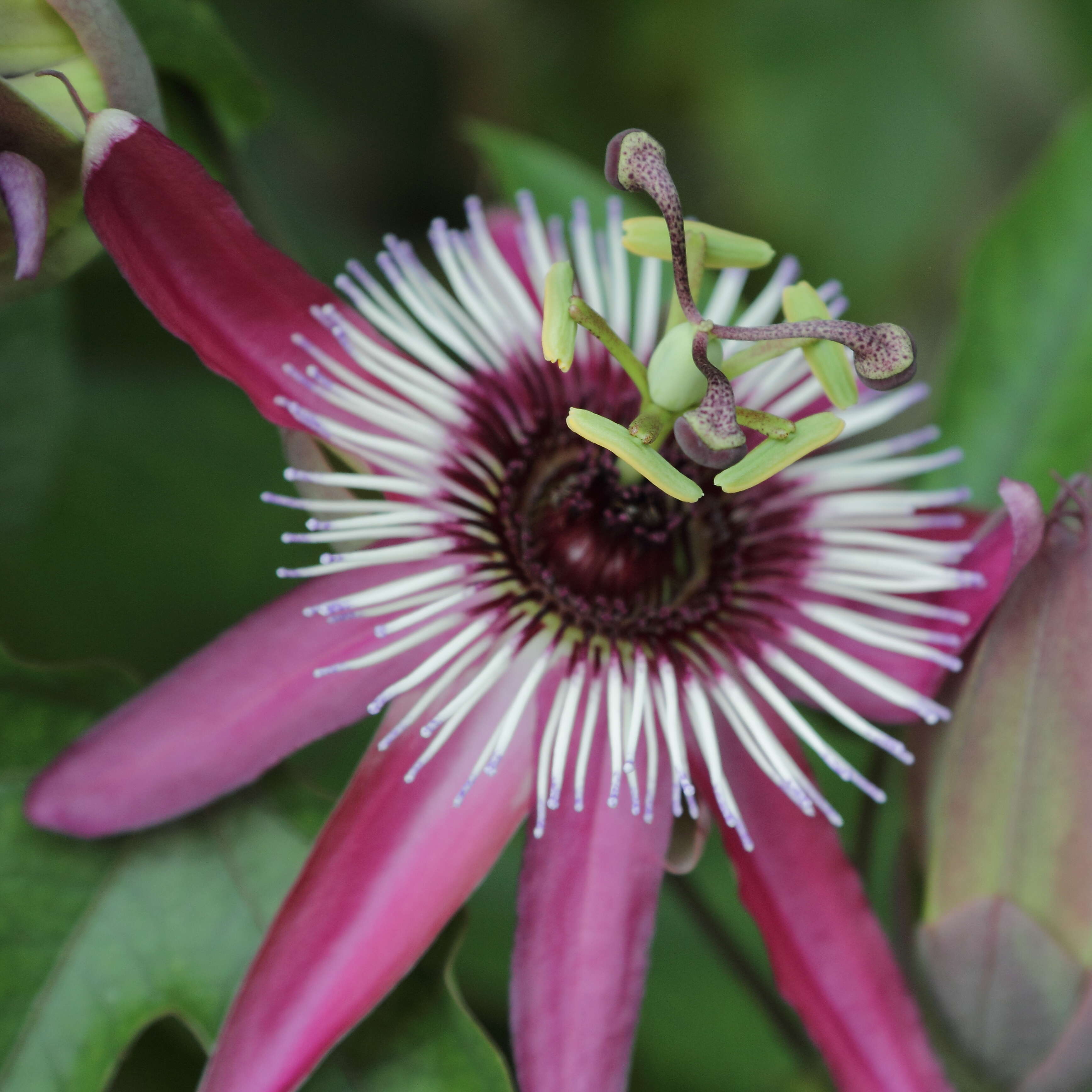 Image of violet passionflower