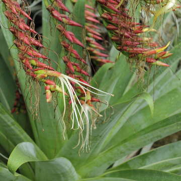 Imagem de Alcantarea geniculata (Wawra) J. R. Grant