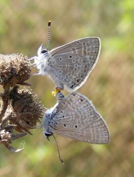 Image of Dull Babul Blue