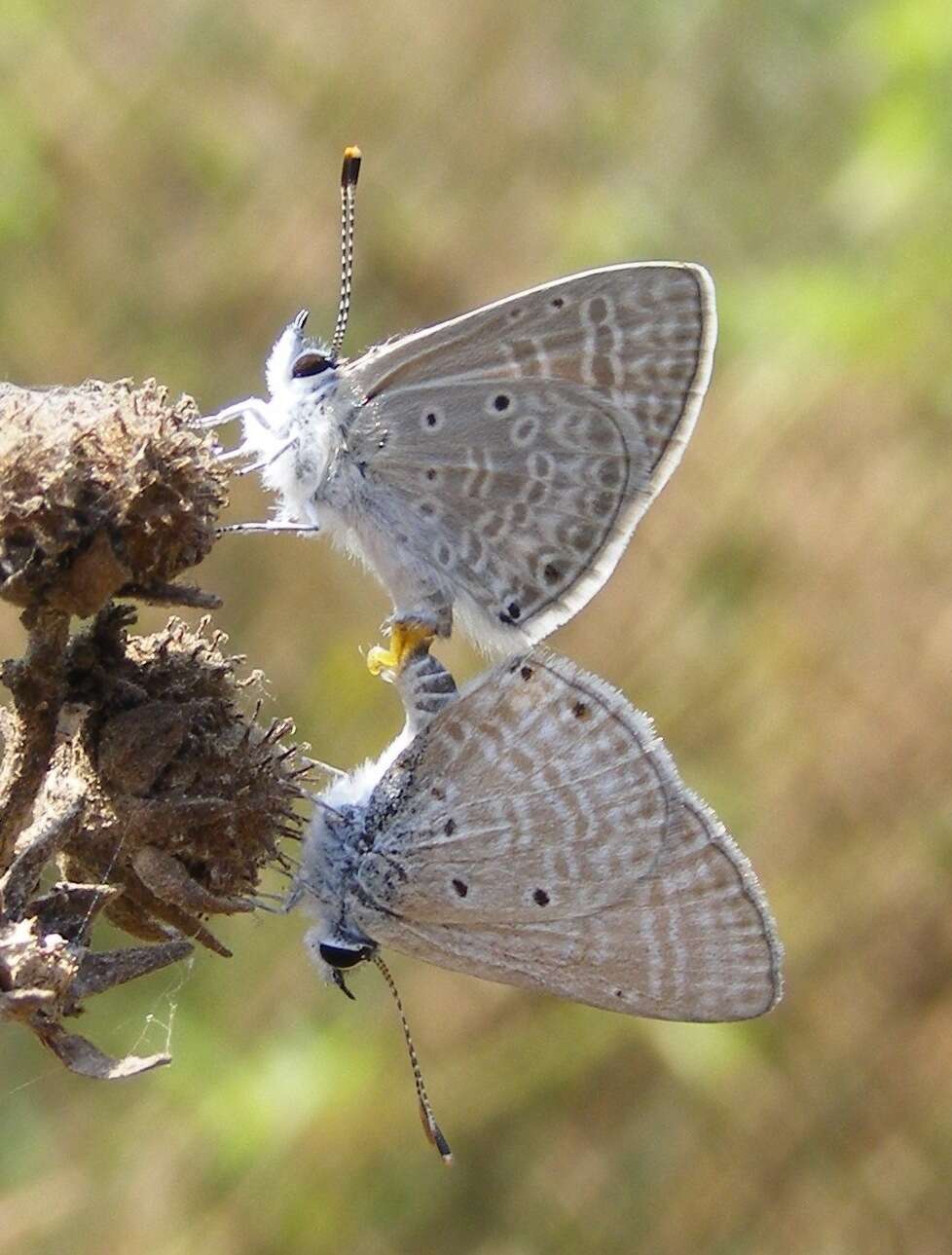 Image of Dull Babul Blue