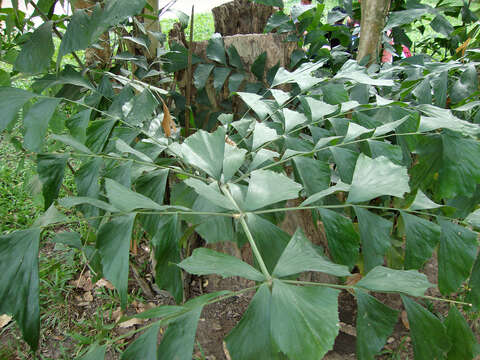 Image of Burmese fishtail palm